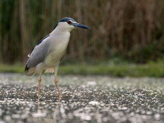 Naklejka premium Black-crowned night heron, Nycticorax nycticorax