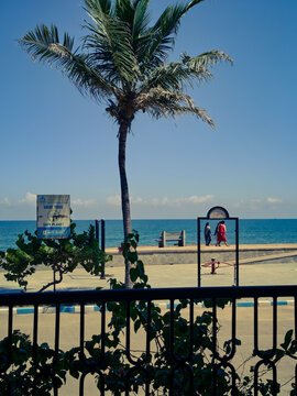 tropical beach with palm trees