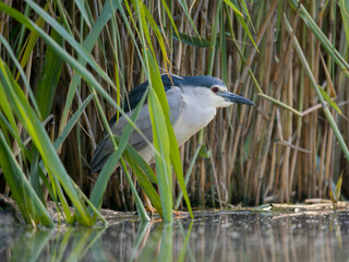 Black-crowned night heron, Nycticorax nycticorax