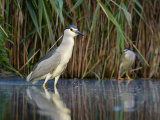 Black-crowned night heron, Nycticorax nycticorax