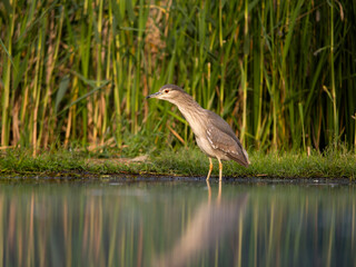 Black-crowned night heron, Nycticorax nycticorax