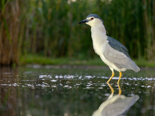 Black-crowned night heron, Nycticorax nycticorax