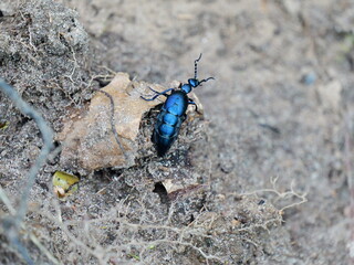 Dark blue oil beetle on forest floor. Poisonous but fascinating. Copy space. Space for texts and designs
