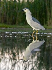 Black-crowned night heron, Nycticorax nycticorax