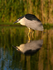 Black-crowned night heron, Nycticorax nycticorax