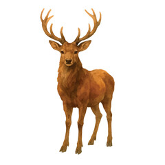 Vector freehand watercolor brown deer illustration isolated on white background. Hand drawn watercolour reindeer.	

