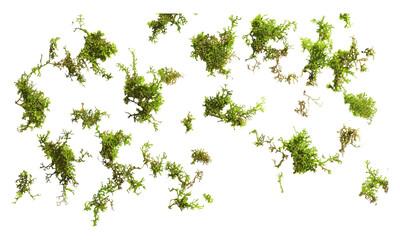 Green moss scattered, isolated on white background, top view, vector illustration, nature texture, organic design, fresh moss, nature pattern, natural elements, botanical style.
