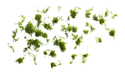 Isolated green moss scattered, top view, vector illustration, organic texture, nature background, fresh moss, plant life, eco design, botanical illustration.