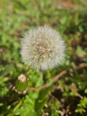 dandelion seed head