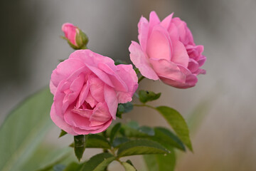 Subtle Stars: White Blossoms of the Dry Season