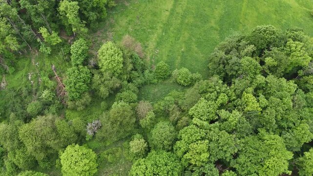 Flug &uuml;ber einen Laubwald