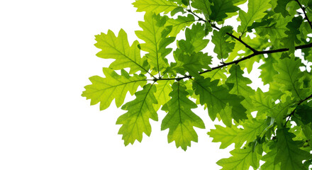 Fresh Green Oak Leaves Against White Sky
