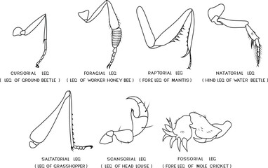 Set of coloring page with different types of insect legs (cursorial, saltatorial, scansorial, fossorial, raptorial, foragial, natatorial) for biology lessons	