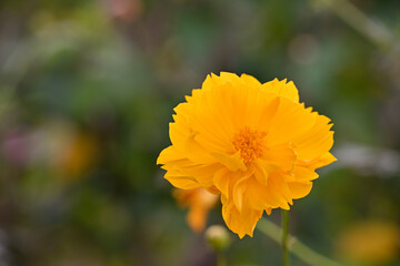 Bright Yellow Cosmos in Bloom...