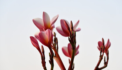  Blush of the Morning Chafa (Frangipani)...