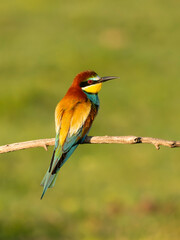 European bee-eater, Merops apiaster