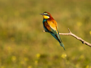 European bee-eater, Merops apiaster