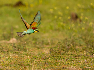 European bee-eater, Merops apiaster