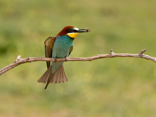 Fototapeta premium European bee-eater, Merops apiaster