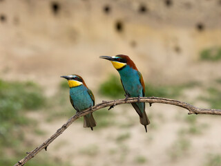 European bee-eater, Merops apiaster