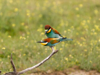 European bee-eater, Merops apiaster