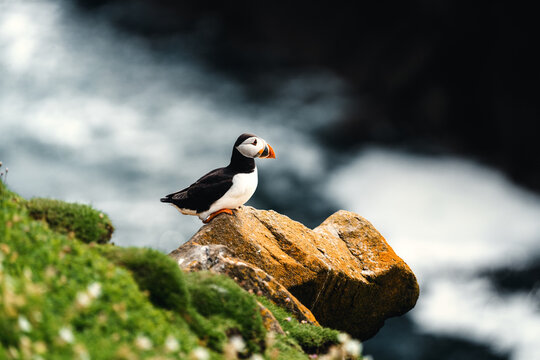 Papageitaucher auf Felsen an der K&uuml;ste von Saltee Island Irland