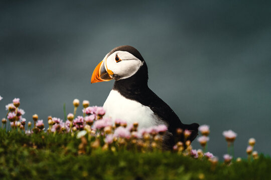 Papageitaucher im Profil mit buntem Schnabel auf bl&uuml;hender Klippe, Saltee Island, Irland