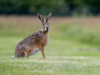 European brown hare, Lepus europaeus,
