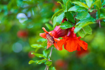 Close-up of blooming pomegranate with red flowers and ovaries on blurred green background