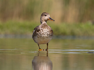 Gadwall, Anas strepera