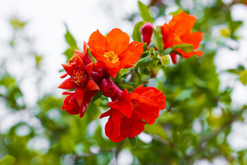 Close-up of red flowers and buds pomegranate tree on blurred nature background