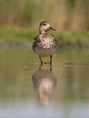 Gadwall, Anas strepera