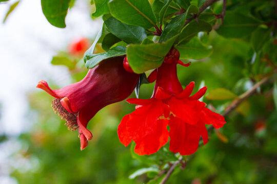 Close-up of red ovary fruit and red flower pomegranate tree among green foliage on branch against blurred nature background