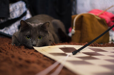 Grey cat stalking a target with intense gaze
