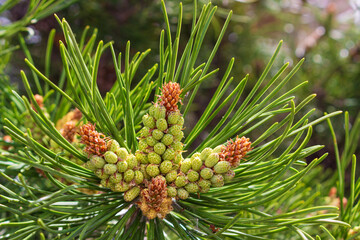 Flowering springtime pine branch with pollen close-up. Spring background with conifer pollen flower and needles on a pine