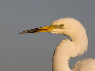 Great white egret, Ardea alba
