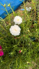 White Moss Rose Purslane Flowers Blooming Amongst Green Foliage in Outdoor Setting Close Up View