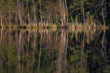 reflection of trees in lake water.