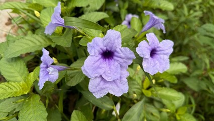 Fresh Purple Ruellia Flowers with Raindrops Amidst Lush Green Foliage Outdoor View