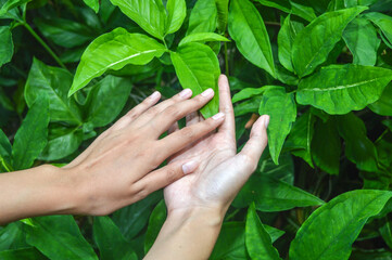 woman's hand holding green leaf, concept of healthy and eco-friendly living