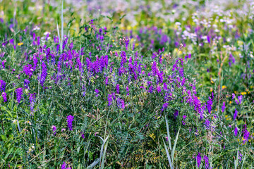 Summer nature background with bright wild flowers.