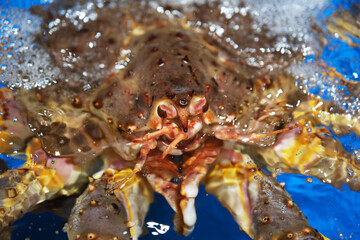 King Crab Marine animal close up 