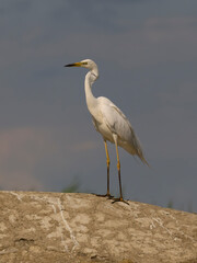 Obraz premium Great white egret, Ardea alba