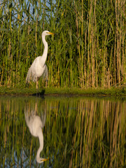 Great white egret, Ardea alba