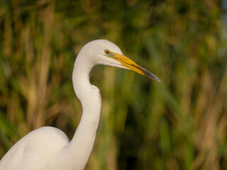 Fototapeta premium Great white egret, Ardea alba
