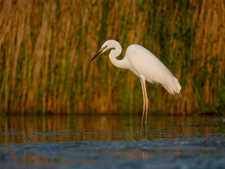 Great white egret, Ardea alba