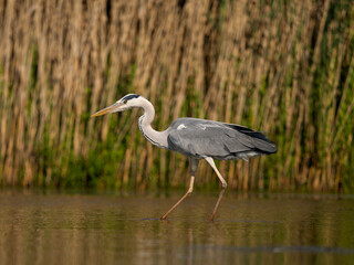 Grey heron, Ardea cinerea