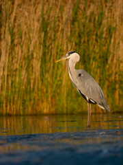 Grey heron, Ardea cinerea
