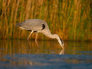 Grey heron, Ardea cinerea