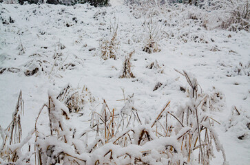 A typical snowy day in Hasong, South Korea, with soft white snow covering the grass